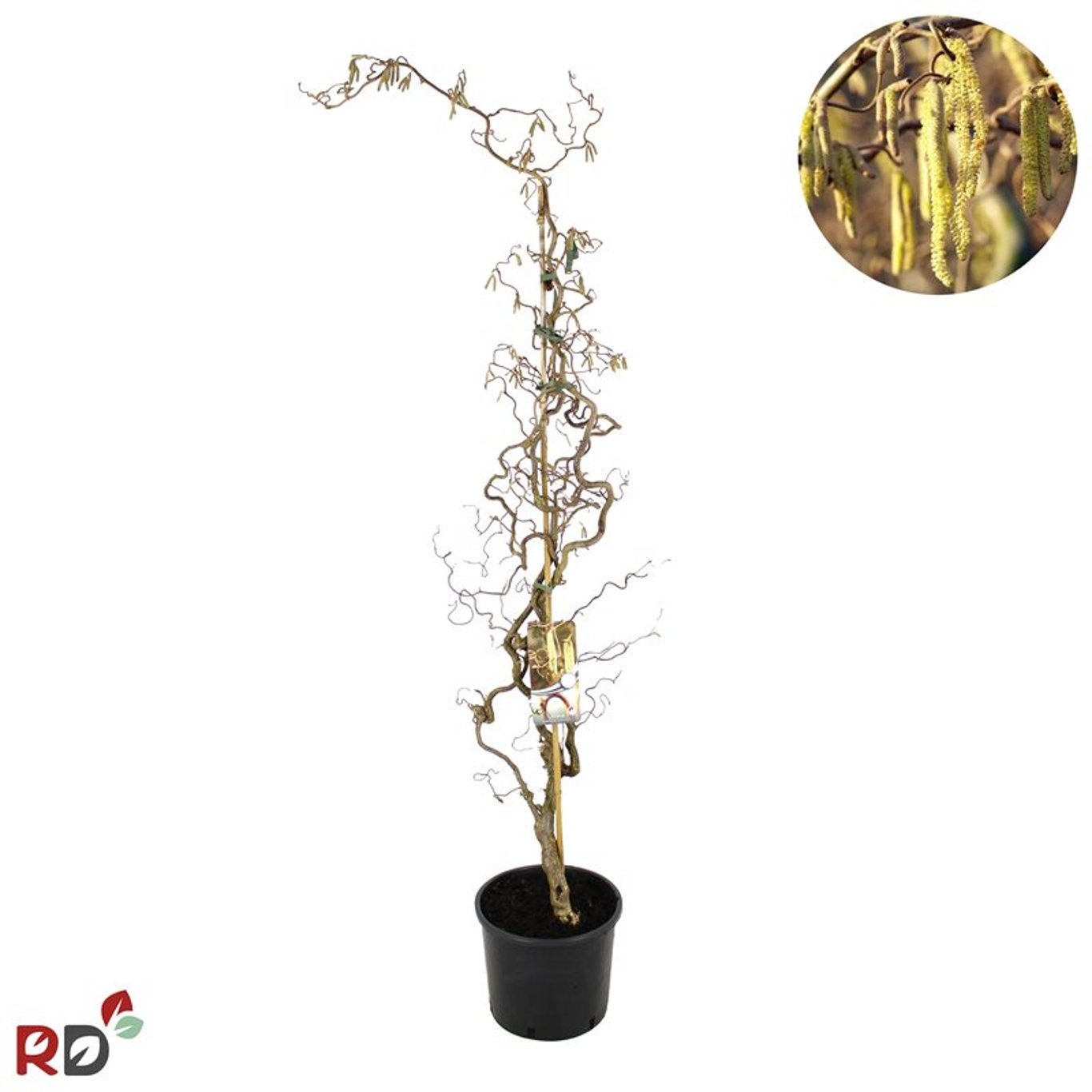 Corylus a. 'Contorta' - C12 100-125 CM